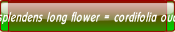 splendens long flower = cordifolia oud.