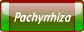 Pachyrrhiza.