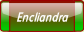 Encliandra.