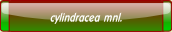 cylindracea mnl..