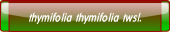 thymifolia thymifolia twsl..