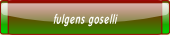 fulgens goselli.