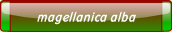 magellanica alba.