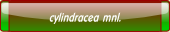 cylindracea mnl..