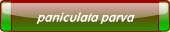 paniculata parva.