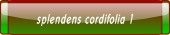 splendens cordifolia 1.