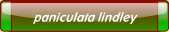 paniculata lindley.