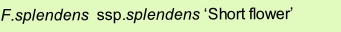 F.splendens  ssp.splendens ‘Short flower’        