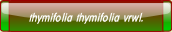thymifolia thymifolia vrwl..