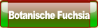 Botanische Fuchsia.