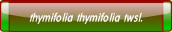 thymifolia thymifolia twsl..