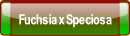 Fuchsia x Speciosa.
