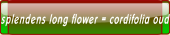 splendens long flower = cordifolia oud.