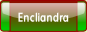 Encliandra.