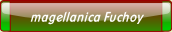 magellanica Fuchoy.