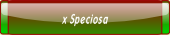 x Speciosa.
