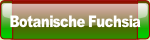 Botanische Fuchsia.