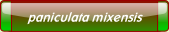 paniculata mixensis.