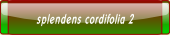 splendens cordifolia 2.