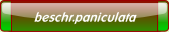 beschr.paniculata.