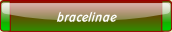 bracelinae.